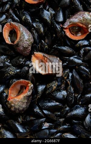 Modello di conchiglie e molluschi marini commestibili Foto Stock