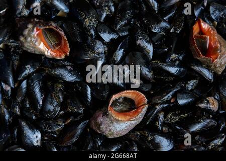 Modello di conchiglie e molluschi marini commestibili Foto Stock