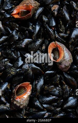 Modello di conchiglie e molluschi marini commestibili Foto Stock