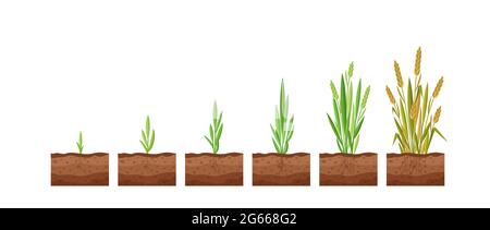 Illustrazione vettoriale di stadi di crescita di seme di grano. Ciclo di crescita di una pianta di grano su fondo bianco, concetto di prodotti biologici, eco. Seme cresce Illustrazione Vettoriale