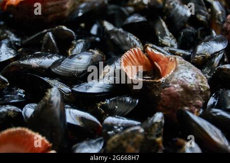 Modello di conchiglie e molluschi marini commestibili Foto Stock