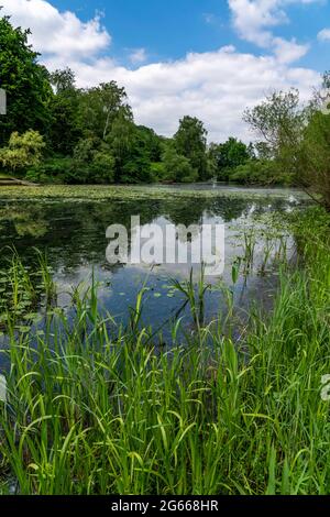 Holteyer Hafen, ex porto di rifugio artificiale sulla Ruhr vicino Essen-Überruhr, chiuso nel 1880, ora biotopo, area di conservazione del paesaggio, NRW, Germi Foto Stock
