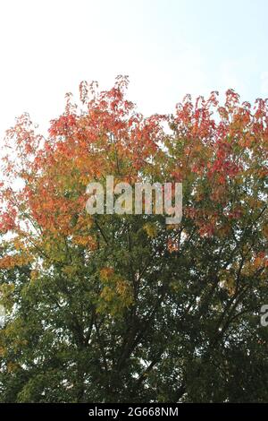 Un cartello su un palo di fronte ad un albero Foto Stock