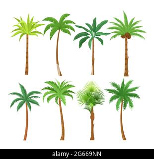 Set di illustrazioni vettoriali piatte degli alberi di palma. Esotica spiaggia piante isolato design elementi pack. Green lascia rami e tronchi cartoon raccolta on Illustrazione Vettoriale