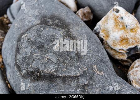 Fossili sulla spiaggia di Lyme Regis, Dorset, Inghilterra Foto Stock