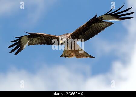 Red Kite (Milvus milvus) che si innalza attraverso un cielo estivo luminoso Foto Stock