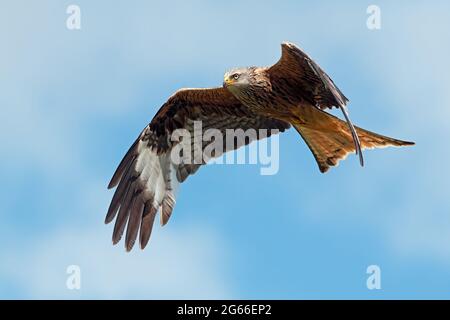 Red Kite (Milvus milvus) che si innalza attraverso un cielo estivo luminoso Foto Stock