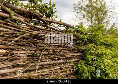 Recinzione Willow fatta di rami e ramoscelli tessuti per creare un muro ecologico sostenibile in un giardino cortile, circondato da alberi e vegetazione in crescita Foto Stock