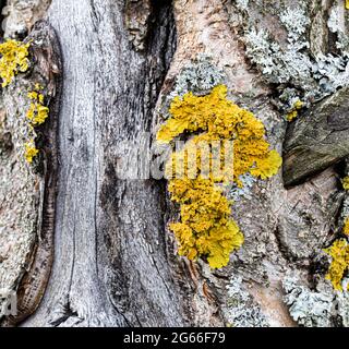 Lichene giallo su un albero primo piano. Muschio su un albero strom nella foresta. Foto Stock