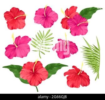 Immagine vettoriale di fiori di ibisco di colore rosa e rosso, fiori tropicali, foglie di palma, fiori di ibisco isolati su sfondo bianco. Illustrazione Vettoriale