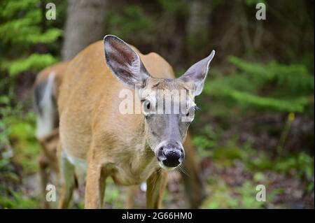 Coda bianca Deer Doe. Un primo piano di un giovane cervo che guarda la fotocamera. Mammiferi selvatici dell'America. Foto Stock