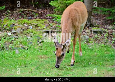 Un cervo con coda bianca solita con piccole formiche pascolano sull'erba verde. Mammiferi selvatici dell'America. Foto Stock