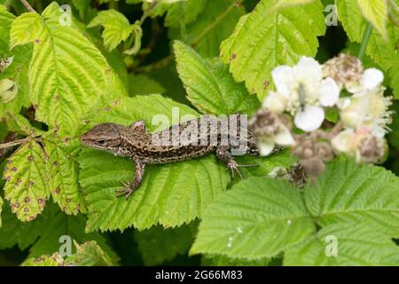 Lucertola comune, chiamata anche lucertola vivipara (Zootoca vivipara) crogiolandosi in bramboli, Hampshire, Inghilterra, Regno Unito Foto Stock