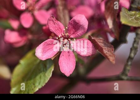 Bella vista della primavera closeup di fiori rosa scuro mela granchio (Malus Sylvestris) alberi fiorisce su sfondo sfocato, Ballinteer, Dublino, Irlanda Foto Stock