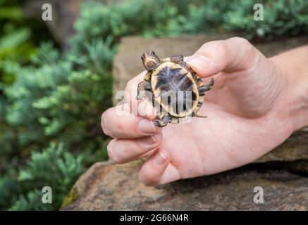 Piccola tartaruga boscaiola (Terrapene carolina) tenuta in una mano di persone sopra alcune rocce Foto Stock