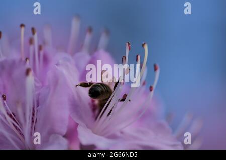 Bella primavera macro vista di ape miele, efficiente pollinatore, raccolta di polline da fiori in fiore rododendro selvatico viola, Ballinteer, Dublino Foto Stock