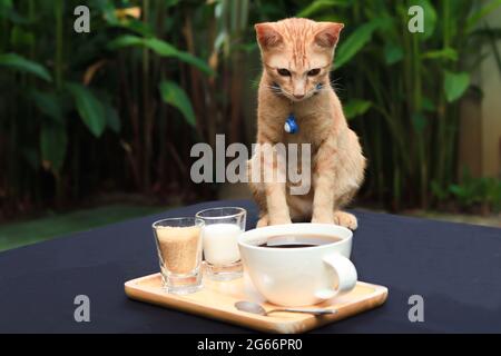 Gatto arancione che indossa il collare blu seduto e fissando al caffè sul tavolo, giardino atmosfera verde foglie sfondo. Foto Stock