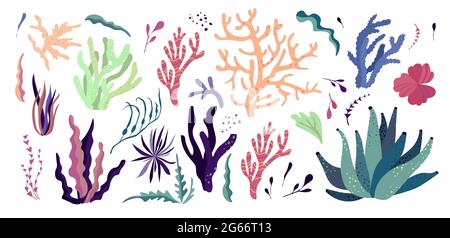 Gli abitanti del mondo marino subacqueo, gli elementi della flora e della fauna. Alghe, barriera corallina, kelp. Illustrazione Vettoriale