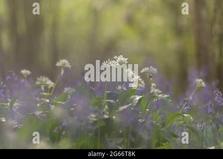 Aglio selvatico e bluebells in bosco, morbido bg. Lower Wood NWT, maggio 2021 Foto Stock