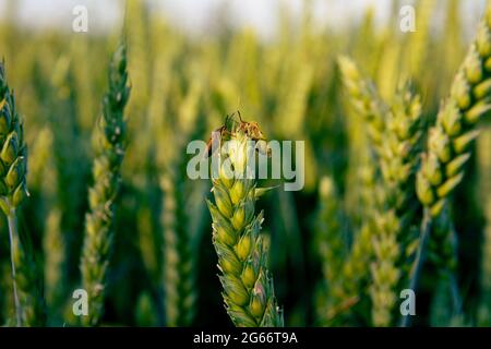 Due coleotteri della famiglia dei briglie sono seduti su un orecchio verde che matura il grano. Una bella foto macro da un campo di grano. Foto Stock