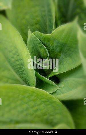 Drammatico semi-astratto di Hosta 'Big Mama', giglio plantain 'Big Mama', fogliame che mostra il modello Foto Stock