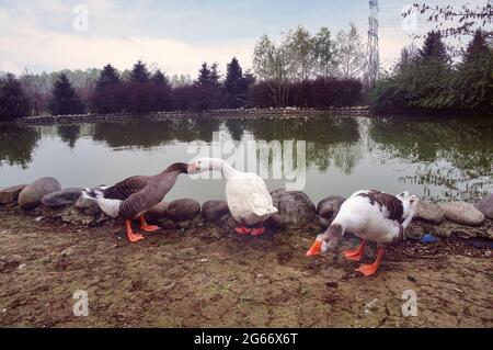 - il Parco delle querce (Seveso, Lombardia, Italia), realizzato coprendo l'area inquinata dalla diossina dopo il disastro ecologico di Seveso nel giugno 1976 - il Parco delle Quercie, realizzato cedendo la zona richiesta dalla diossina dopo il disastro ecologico di Seveso nel giugno del 1976 Foto Stock