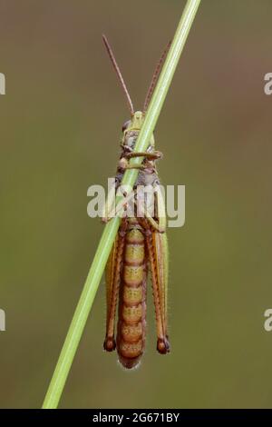 Prato Grasshopper Chorthippus parallelus Foto Stock