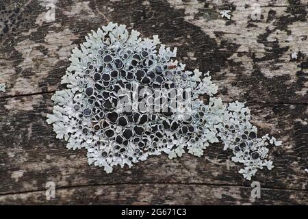 Lichen Physcia Aipolia Foto Stock