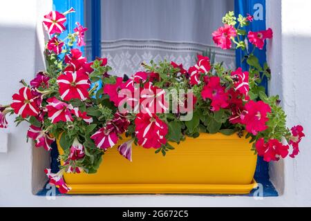 Fiori di Petunia in una pentola gialla su un davanzale della finestra blu, sfondo della parete imbiancato. Piante in fiore, fiori di colore rosso, casa tipica a Koufonisi isl Foto Stock