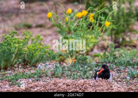 Oystercatcher, Haematopus ostralegus, di fronte al papavero cornato giallo, Glaucium flavum. Foto Stock