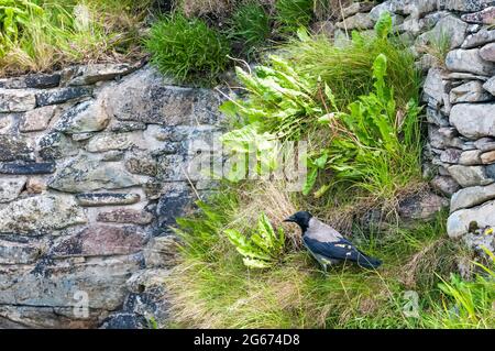 Corvo con cappuccio, Corvus cornix, sullo Shetland. Foto Stock