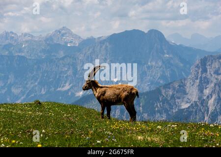 Stambecco di corsa di fronte alle montagne del Parco Nazionale Gesäuse, Austria Foto Stock