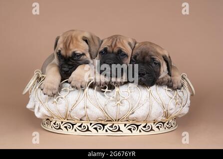 Un tre cuccioli di cane mastiff toro giacenti in un cesto isolato su uno sfondo beige Foto Stock