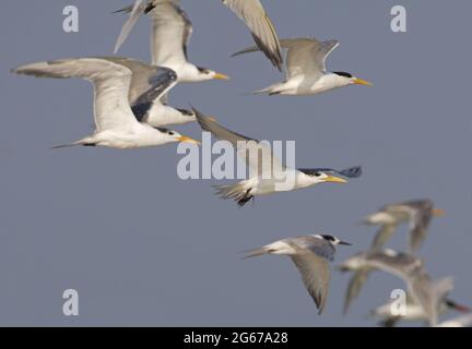 Greater Crested Tern (Thalasseus bergii) gregge in volo (con le Terne comuni e Caspian) Thailandia Febbraio Foto Stock