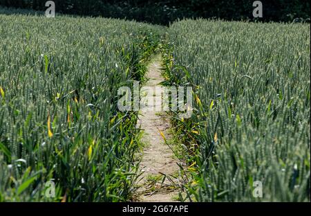 Un sentiero pubblico che attraversa un campo di grano nella campagna del Worcestershire, in Inghilterra. Foto Stock