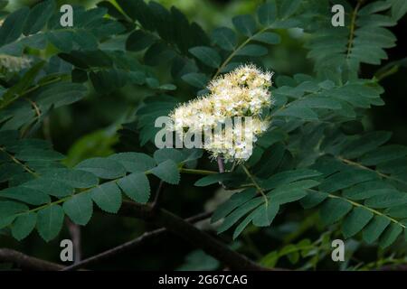 European Mountain-Ash, Sorbus aucuparia, in fiore in Pennsylvania; s Pocono Mountains. Una specie autoctona eurasiatica che ha naturalizzato nel nord orientale Foto Stock