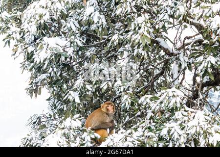 Le ultime viste della nevicata a Shimla Foto Stock