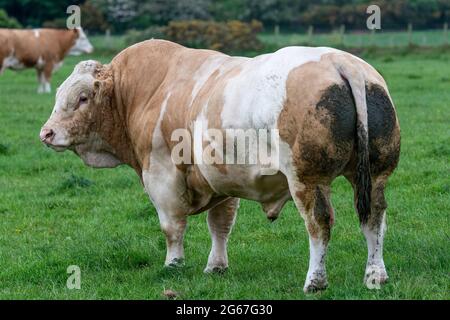 Potente pedigree Simmental Beef bull in Pasture, Annan, Scozia, UK. Foto Stock