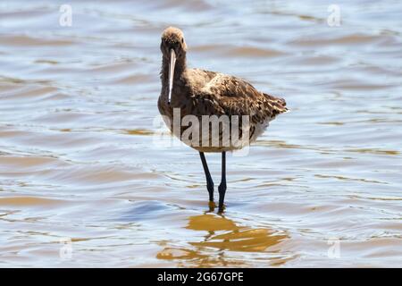 godwit dalla coda nera (Limosa emastica), uccello caradrififorme della famiglia degli Scolopacidi. Uno dei più grandi e più showy europei Waders, con un sacco di col Foto Stock