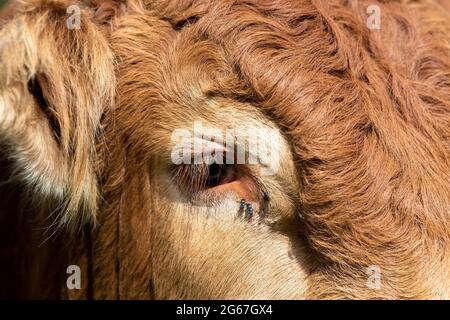 Mosche che si riuniscono intorno all'occhio di una mucca, alimentando le sue gocce di lacrima. Foto Stock