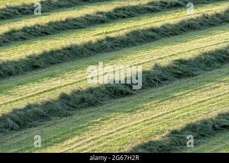 File di erba pronti per imballare in una serata estiva a Wensleydale, North Yorkshire, Regno Unito. Foto Stock
