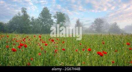 fiori di papavero rosso tra il campo di grano verde. splendido paesaggio rurale all'alba foggy. alberi offuscati in lontananza. nuvole sul cielo al mattino l Foto Stock