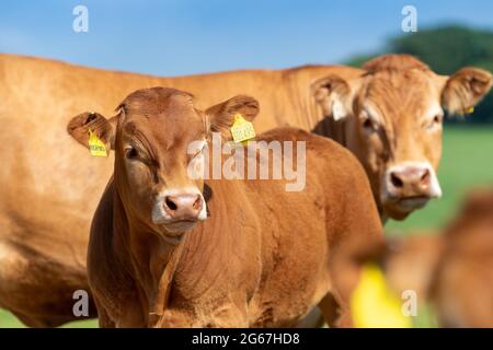 Pedigree Limousin vitelli di manzo, parte di una mandria vicino a Slaidburn nella foresta di Bowland, Lancashire, Regno Unito. Foto Stock