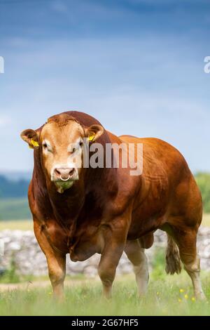 Pedigree Limousin bull con mandria di mucche in pascolo. Forest of Bowland, Lancashire, Regno Unito. Foto Stock