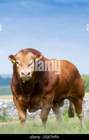 Pedigree Limousin bull con mandria di mucche in pascolo. Forest of Bowland, Lancashire, Regno Unito. Foto Stock