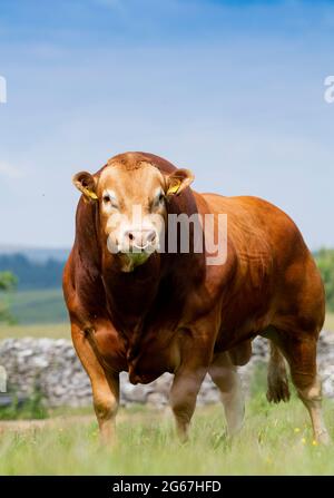 Pedigree Limousin bull con mandria di mucche in pascolo. Forest of Bowland, Lancashire, Regno Unito. Foto Stock