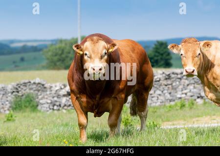 Pedigree Limousin bull con mandria di mucche in pascolo. Forest of Bowland, Lancashire, Regno Unito. Foto Stock