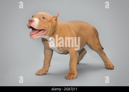 Piccolo, divertente cucciolo americano bullo, su sfondo grigio Foto Stock