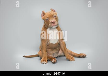 Divertente cucciolo americano bullo seduto su uno sfondo grigio Foto Stock