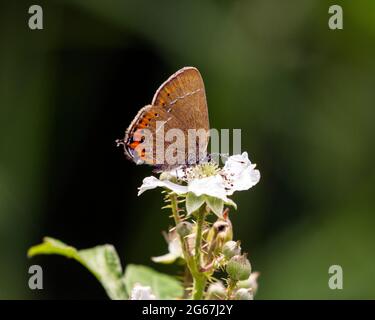 La rara farfalla nera di Hairstreak Satyrium pruni su fiore di bramble in Glapthorn Cow pascoli riserva naturale Glapthorn Northamptonshire Inghilterra Foto Stock